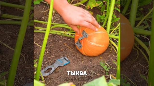 Для дачи и не только — идеи, которые влюбляют! 🪴🧤 смотреть онлайн