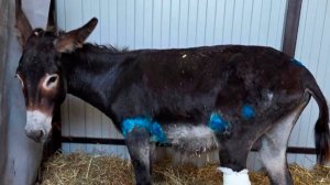 Пострадавший в горах Северной Осетии ослик проходит реабилитацию в Ставропольском крае