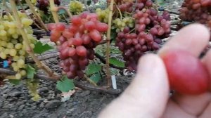 Виноград Эффект ОМ, кишмиш Бесподобный(Писанка О.М.) ви