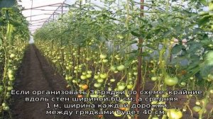 На каком расстоянии сажать помидоры в теплице