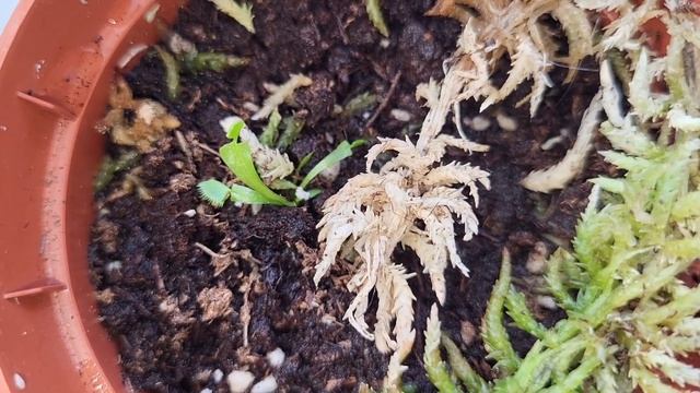 ГИБНУТ ЦВЕТЫ ДОМА 😱🤯 ПЛОХАЯ АУРА?! КАРТОШКА НА ПОДОК? смотреть онлайн