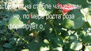 Тенга Венга   -  королева без шипов!