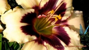 Лилейник гибридный Айд Твистер (ayd-tvister) 🌿 обзор: как с?