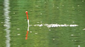 Рыбалка на резинку и поплавок за карасём, но уже 25 лет спустя... (всё меняется)