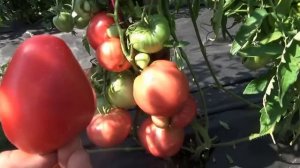 Томат Сибирский Бройлер в открытом грунте - зашкалива?
