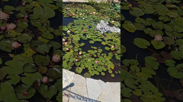 Кабардинка Старый парк. удивительный театр и фонтан-гора смотреть онлайн