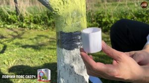 СКОТЧ простой от муравьев ЛОВЧИЙ ПОЯС
