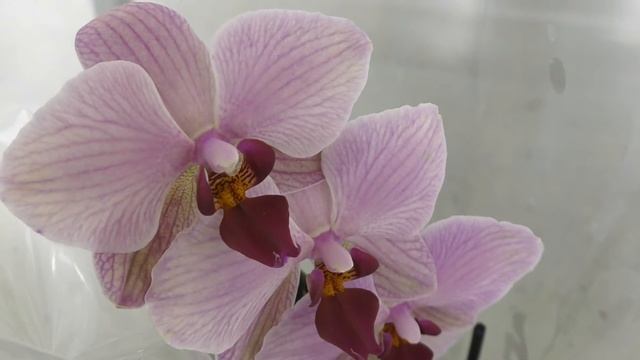 По орхидейным местам. Обзор орхидей в ТЦ 