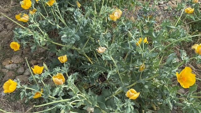 Глауциум Желтый (Мачок желтый) Glaucium flavum смотреть онлайн