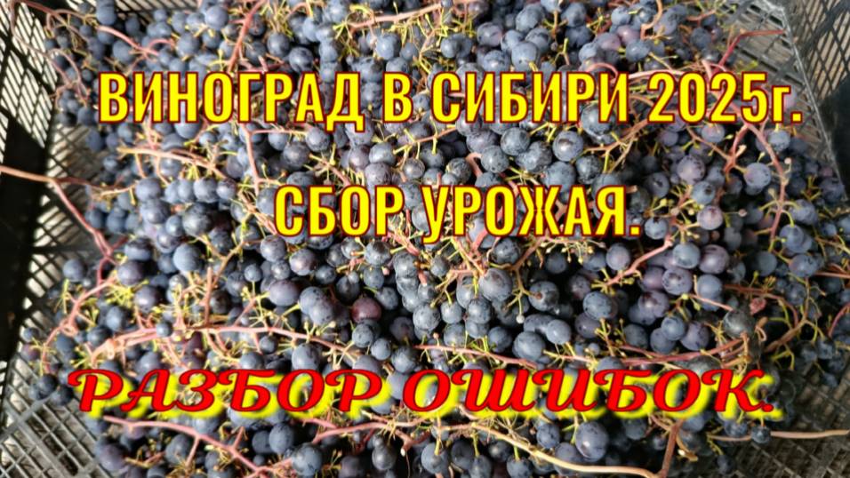 ВИНОГРАД 2025. СБОР УРОЖАЯ. РАЗБОР ОШИБОК. смотреть онлайн