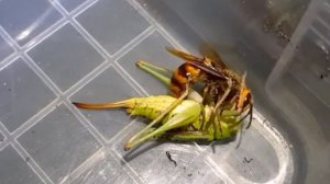 Кузнечик vs Шершень / Katydid vs Hornet