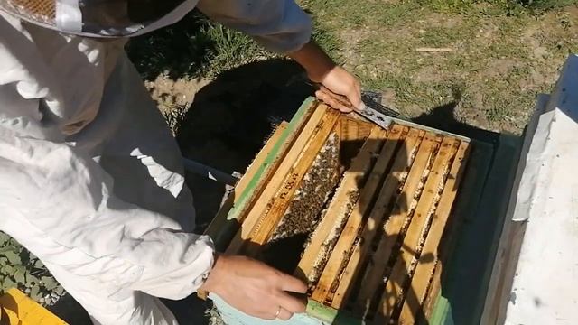 Пчела не подымается в верх на магазинные рамки что я д? смотреть онлайн