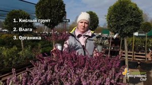 Эрика - растение из семейства Вересковых. Посадка и ух?