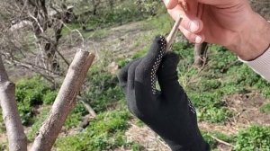 ПРИВИВКА ШЕЛКОВИЦЫ — 3 способа в одном видео