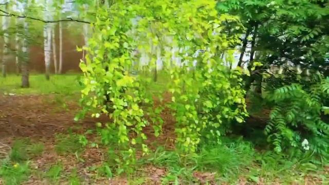 СИРЕНЬ - ЧЕРЁМУХА смотреть онлайн