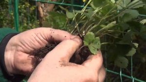 Как рассадить землянику? Просто, быстро, со сто процен?