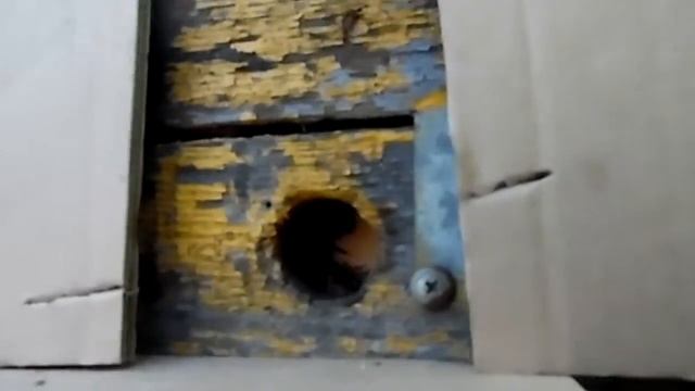 у меня появились пчёлы