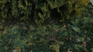 Создание авторского сад. Стрижка ТУИ короля. Топиарий