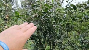 ОБЗОР СОРТА СВИТАНГО 8.08.23 Хатунский питомник