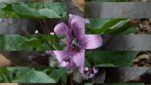 ПУЗЫРНИЦА  (PHYSOCHLAINA)  сем. Пасленовые