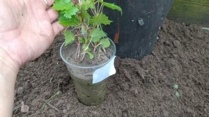 Виноград из косточки. Высаживаю саженцы в теплицу.