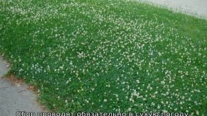 Семена клевера белого для газона
