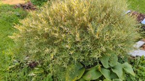 11-09-2025.Дача.Собираю все томаты.Капаем Сирень.Морковке быть!!Новые лилии и тюльпаны.