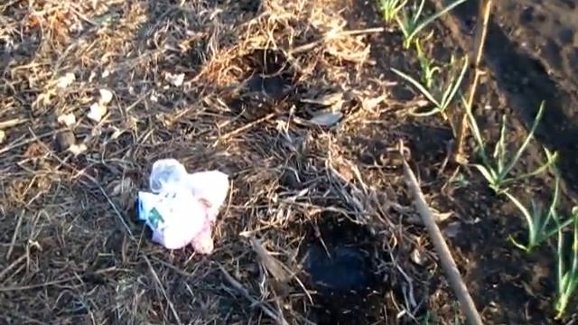 КАБАЧКИ и ТЫКВЫ садим по НОВОМУ смотреть онлайн