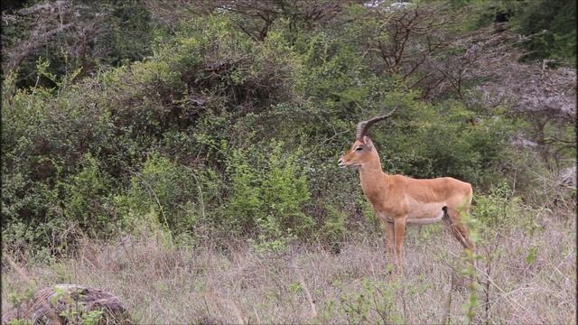 Природа и животный мир    Природа Африки-ЭФИОПИЯ.