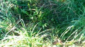 Пасека 9 сентября.