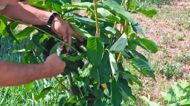 Обрезка черешни летом. Метод KGB или Испанский куст. Пра смотреть онлайн