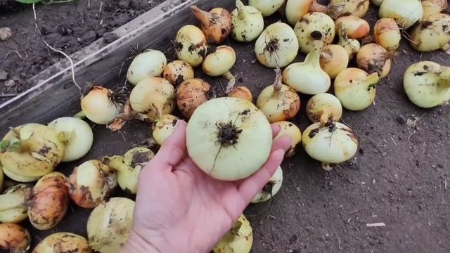 Про лук севок, месяц дождей и заросший огород. смотреть онлайн