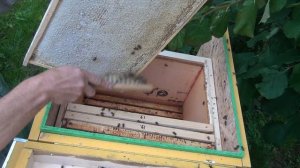 Улей Цебро из ППС