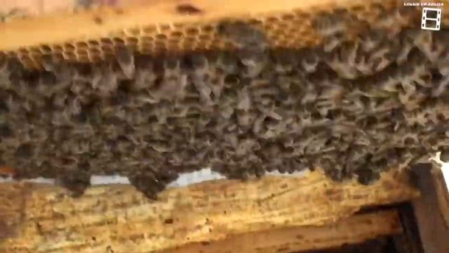 ЛУЧШИЙ СПОСОБ ВЫВОДА МАТОК И ФОРМИРОВКИ ОТВОДКОВ ПРОТ смотреть онлайн