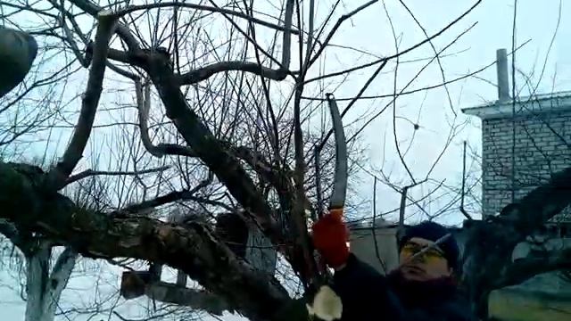 Обрезка заросшей яблони 3 плодовые почки на коньчиках смотреть онлайн