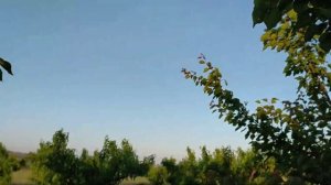 Тля на персике. Борьба с вредителями.