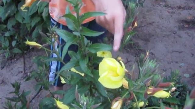 цветы распускаются на глазах смотреть онлайн