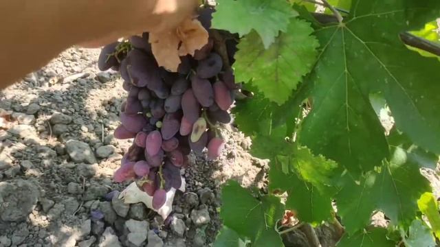 Самые без проблемные сорта винограда, Байконур, Юбиле? смотреть онлайн