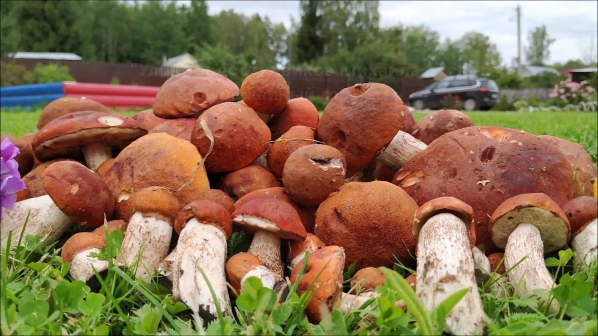 Грибы и грибники