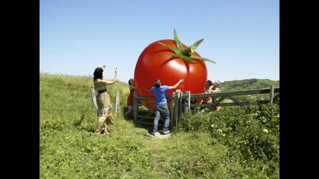 Сорт томатів дачник-фермерам і любителям