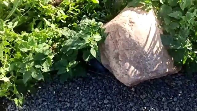 Готовимся к зиме. сад. огород. теплица. Россия. Беларус?