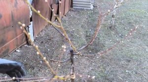 Обрезка персика (старого и молодого 2х летнего).