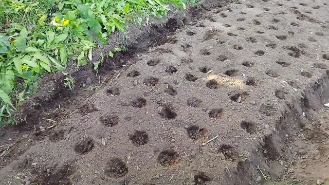 Как правильно сажать озимый чеснок?  Сезон посадки че?