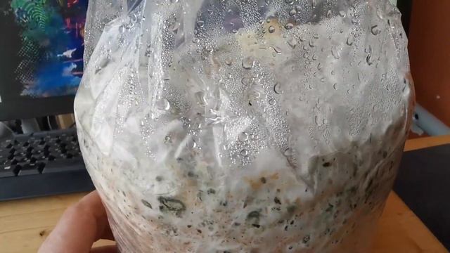 38. Мицелий ежовика гребенчатого поглотил триходерму.