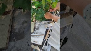 @ АБЛАКТИРОВКА или сближением. выполняется на зелёных