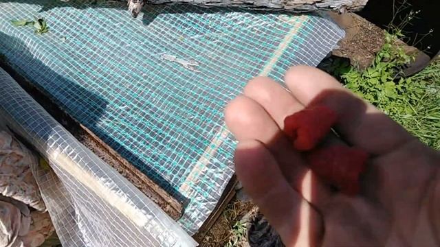 Малина обыкновенная и ремонтантная