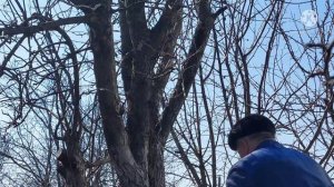 Убираем старую яблоню....