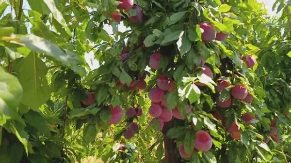 Слива Фортуна (Fortune)