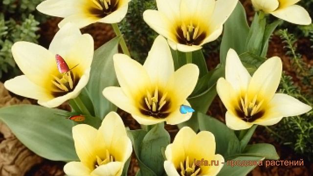 Тюльпан обыкновенный Концерто (tulipa Concerto) 🌿 обзор: как