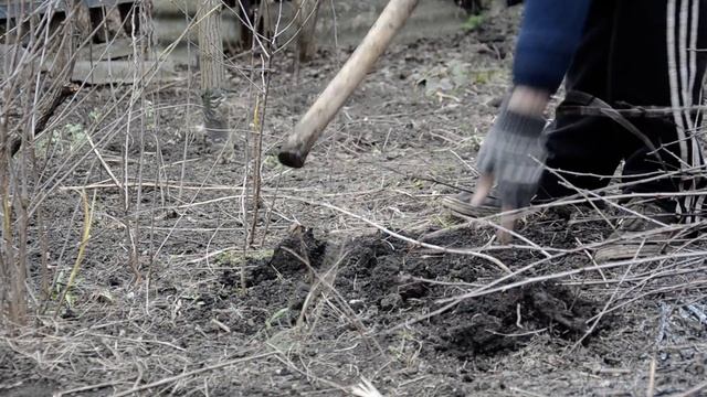 Лёгкий способ от ZaBoNi - как выкорчевать мелкие деревья ? смотреть онлайн